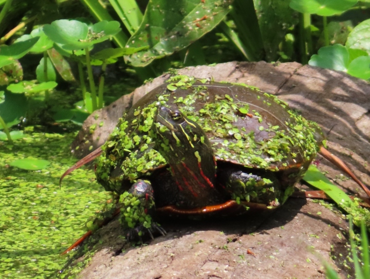 Midland Painted Turtle